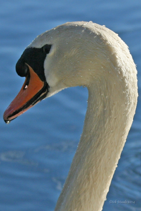 Wildlife-03