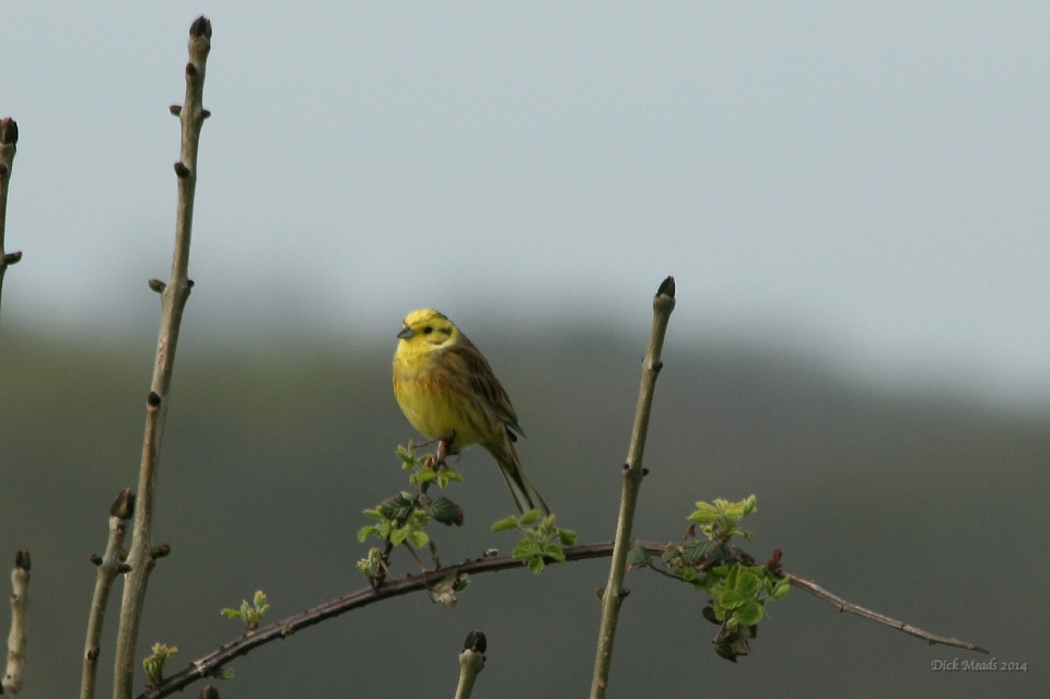 Wildlife-04