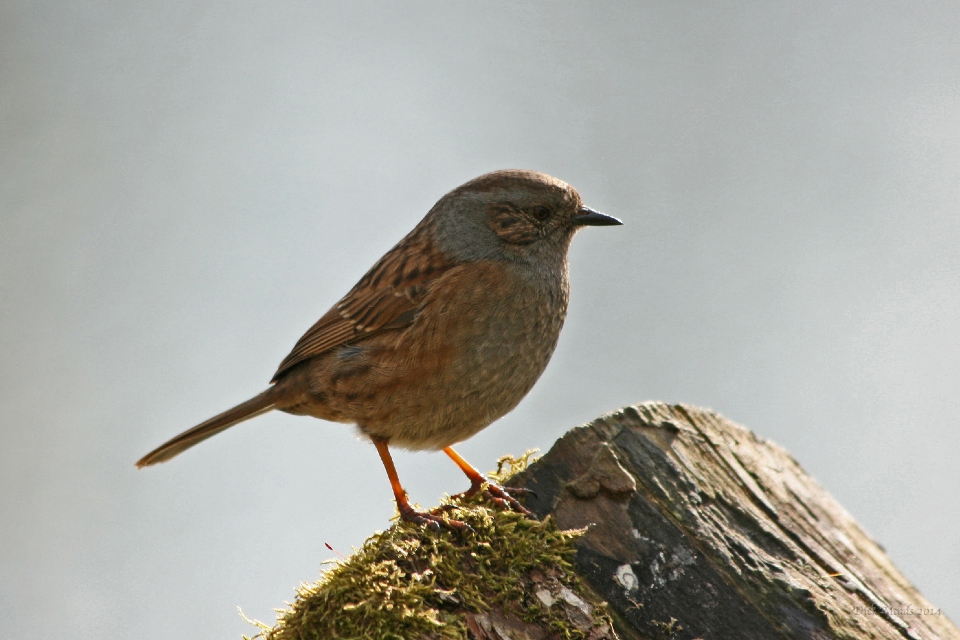 Wildlife-06