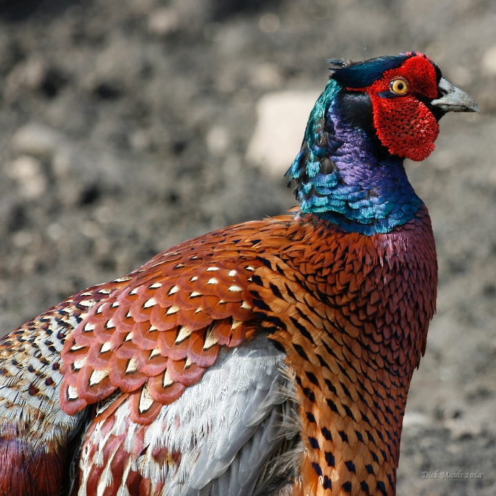 Wildlife-15