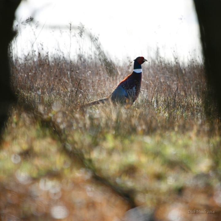Wildlife-27