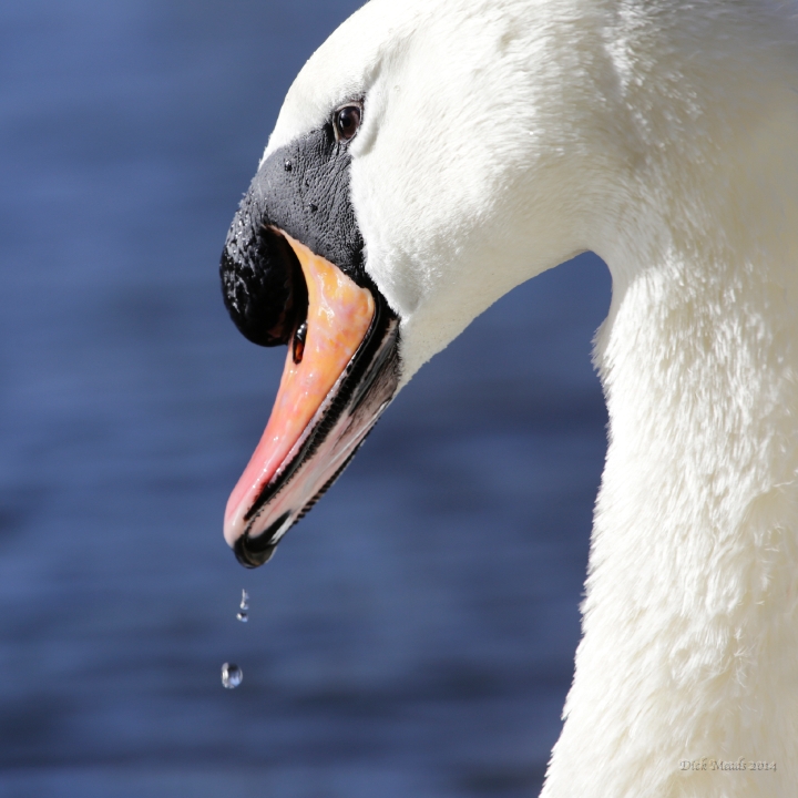 Wildlife-30