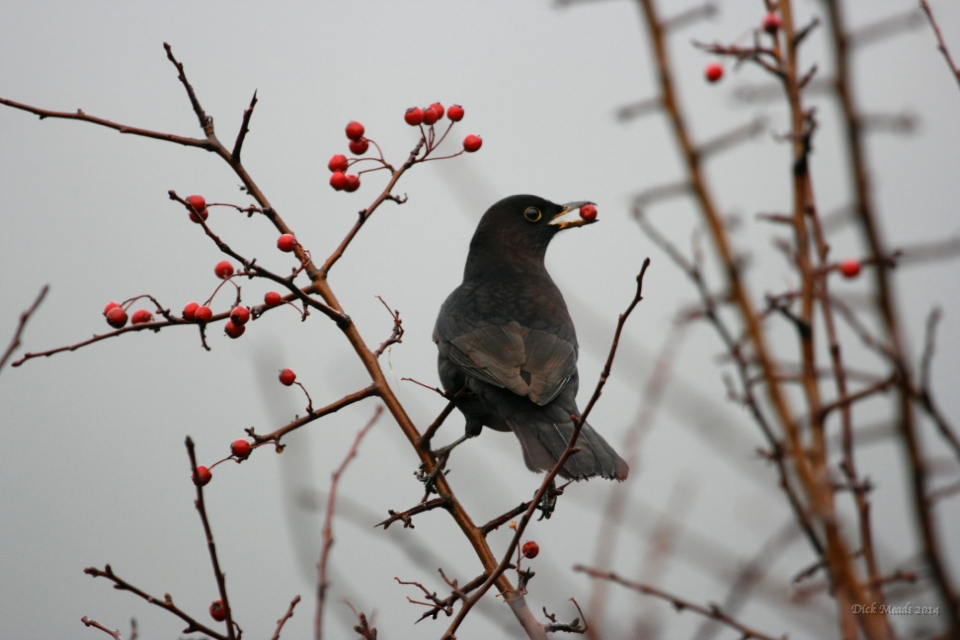 Wildlife-35