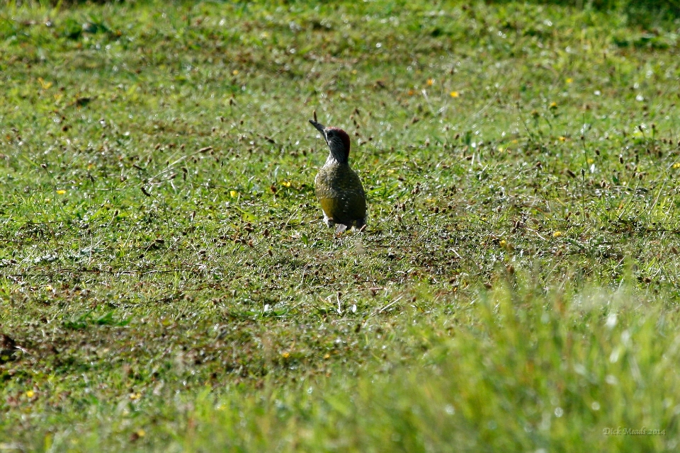 Wildlife-36
