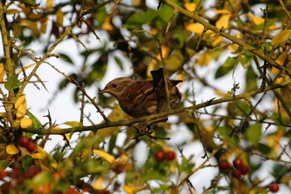 Wildlife-37