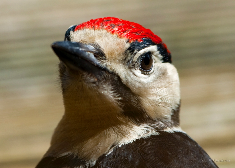 Wildlife-39