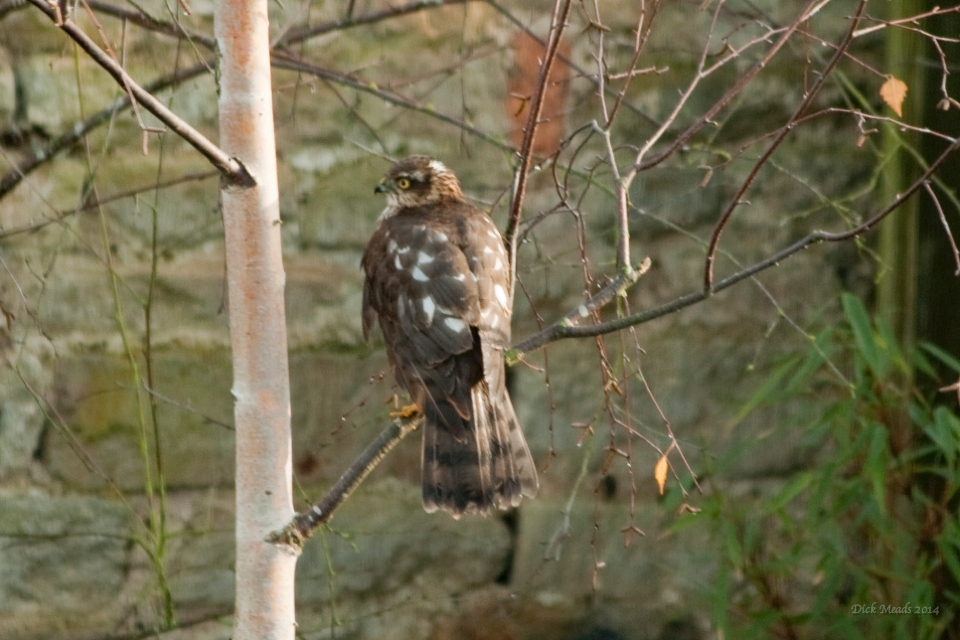 Wildlife-41