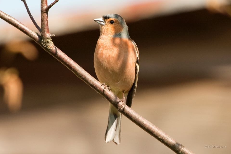 Wildlife-44