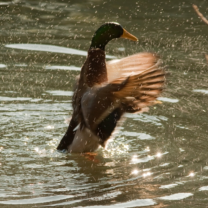 Wildlife-46