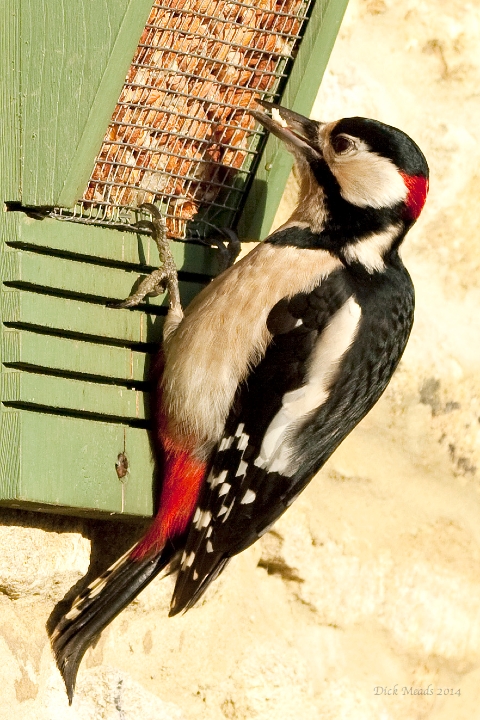 Wildlife-48