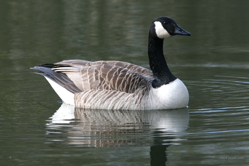 Wildlife-57