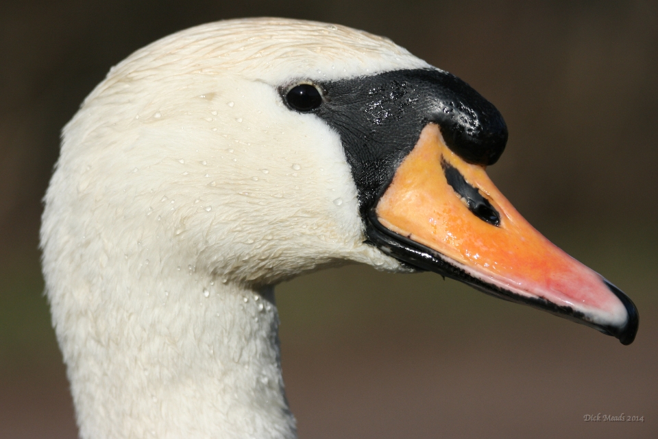 Wildlife-58
