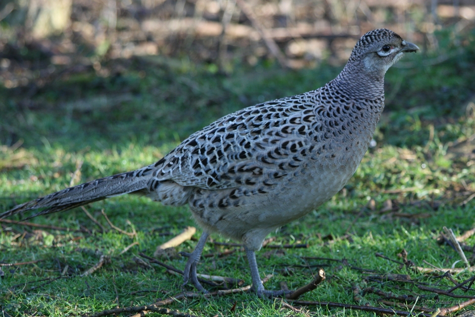 Wildlife-59