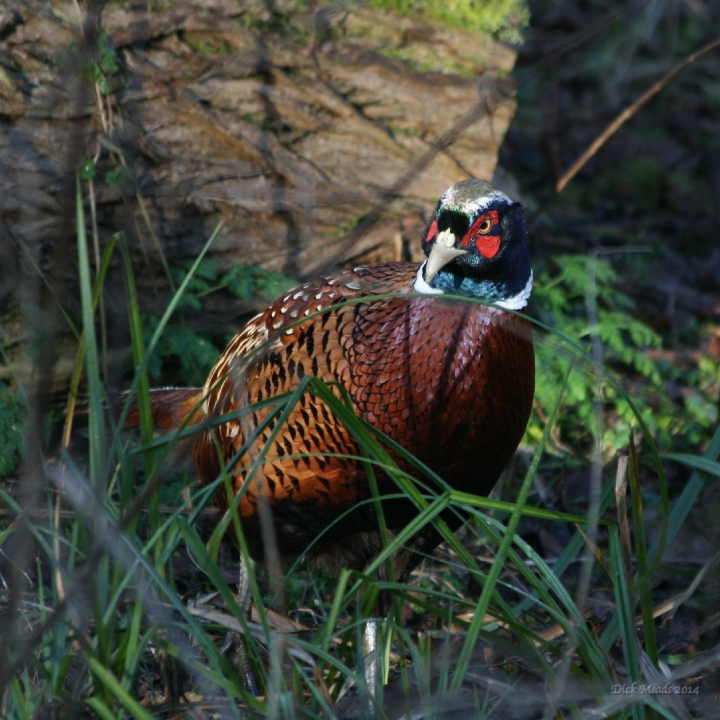 Wildlife-60