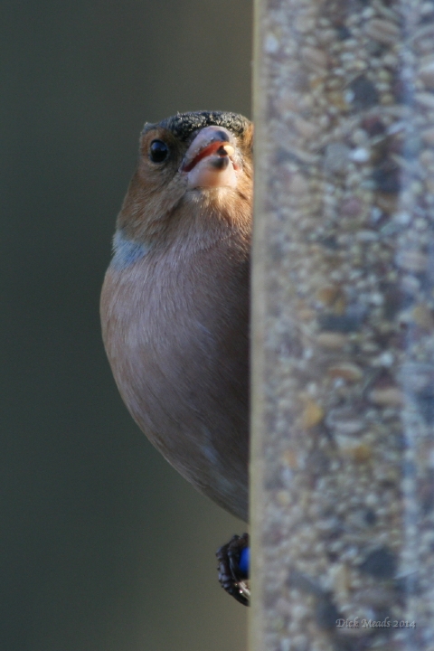 Wildlife-61