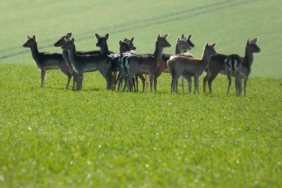Wildlife-33