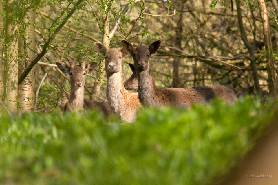 Wildlife-45