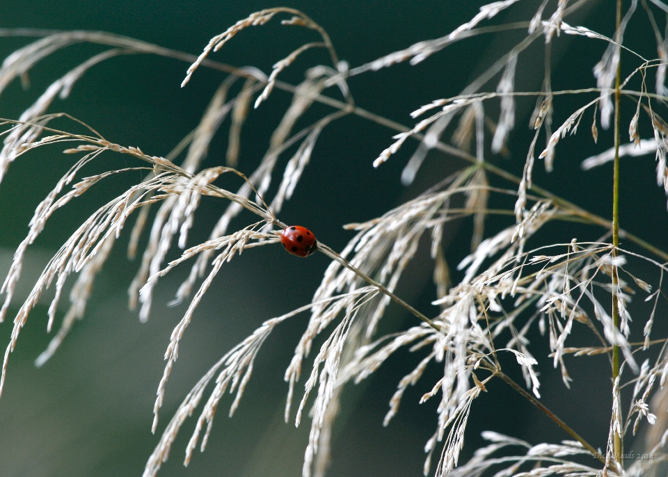 Wildlife-02