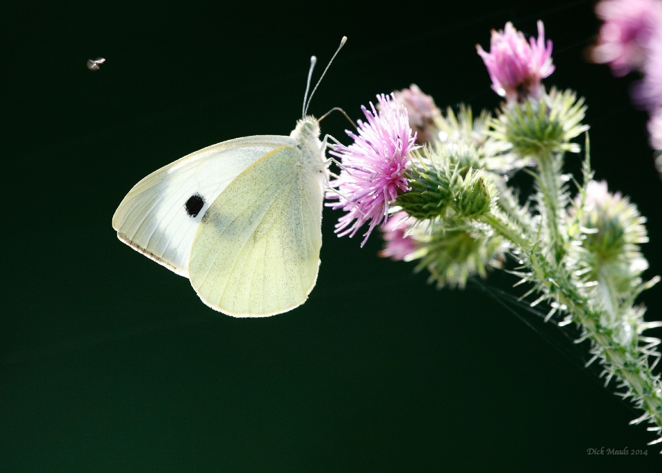 Wildlife-13