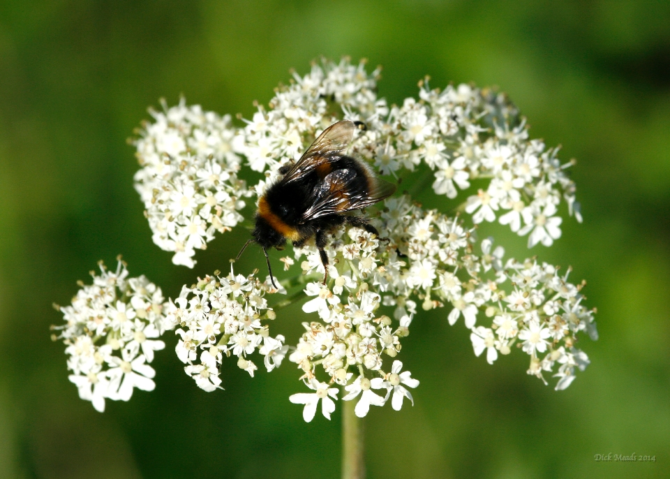 Wildlife-22
