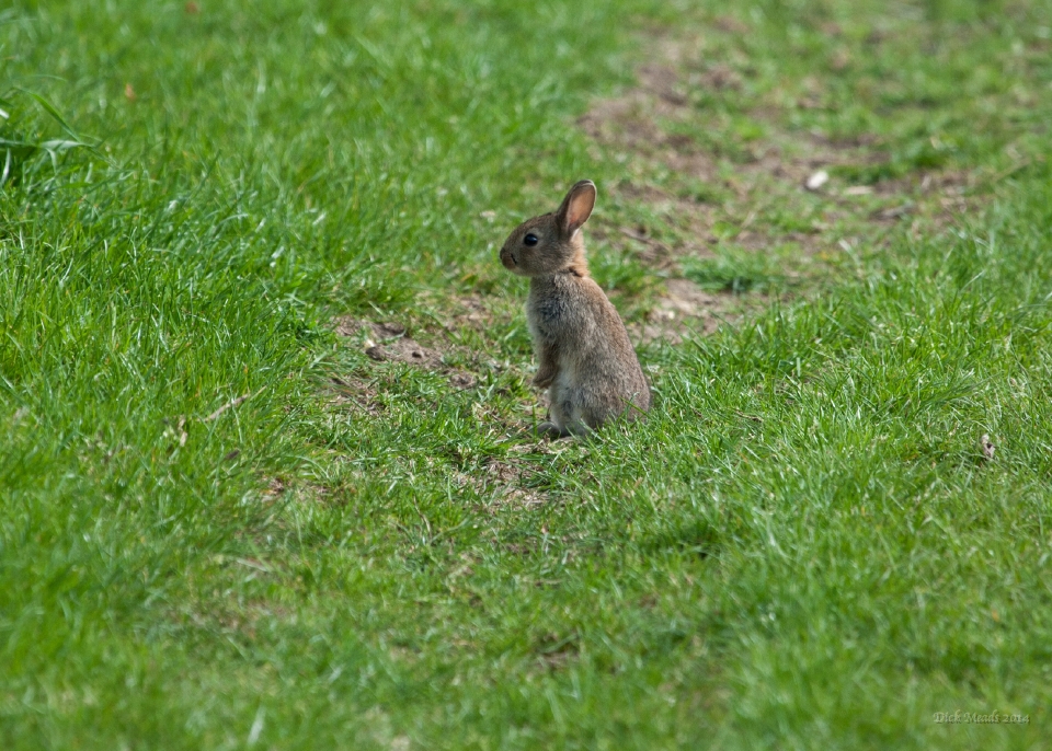 Wildlife-18