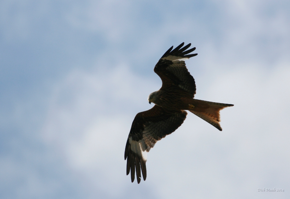 Wildlife-32