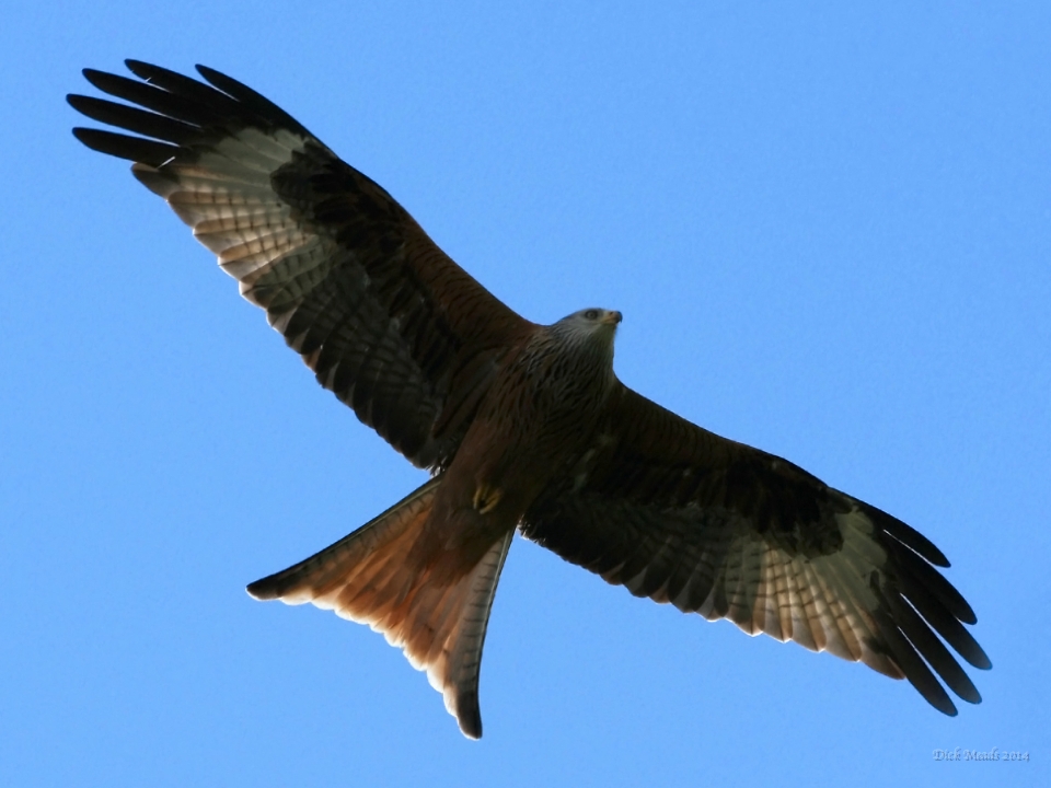 Wildlife-38