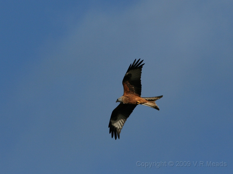 Wildlife-01.jpg - Red Kite (Milvus milvus)