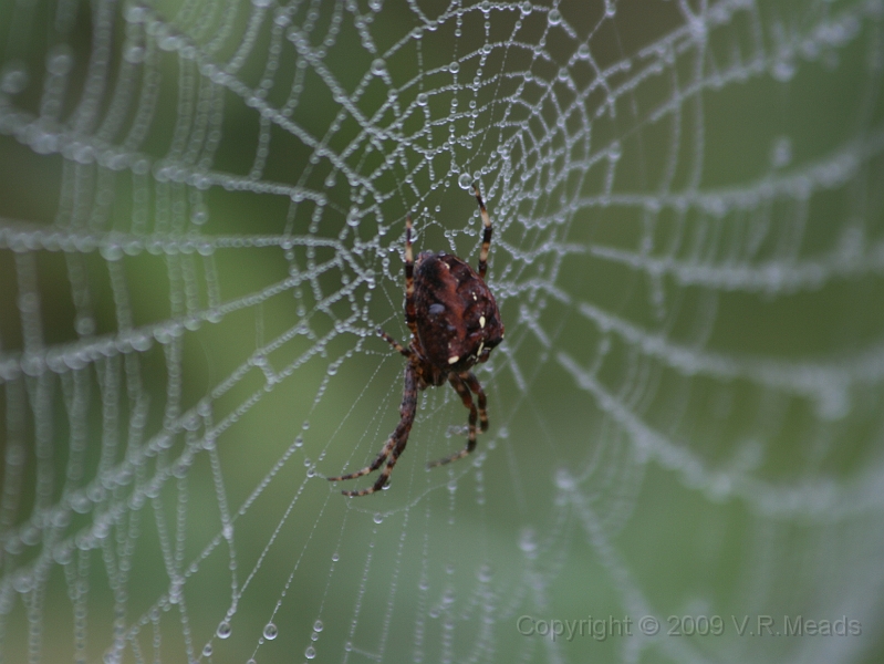 Wildlife-03.jpg - Spider