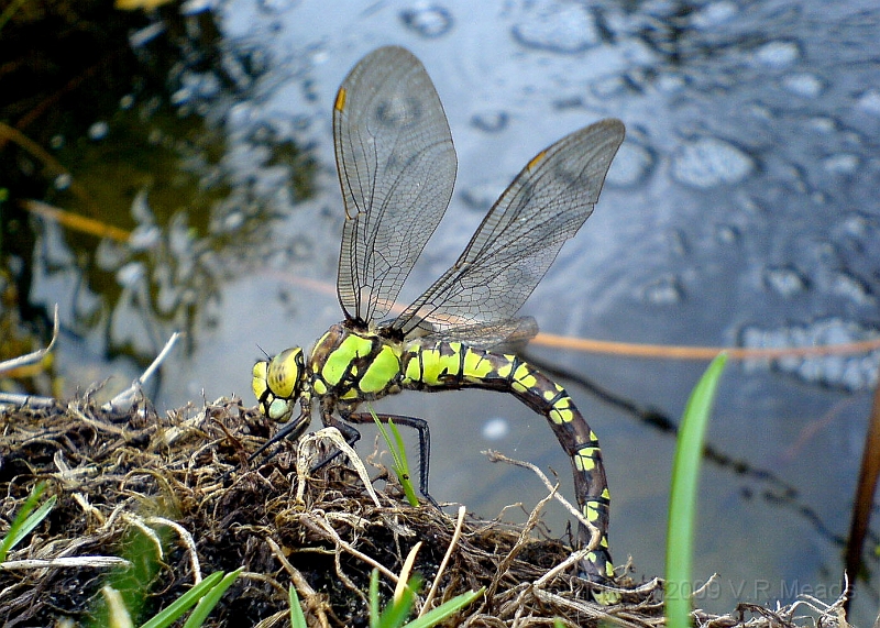 Wildlife-05.jpg - Common Hawker Dragonfly (Aeshna juncea) [female] ovipositing