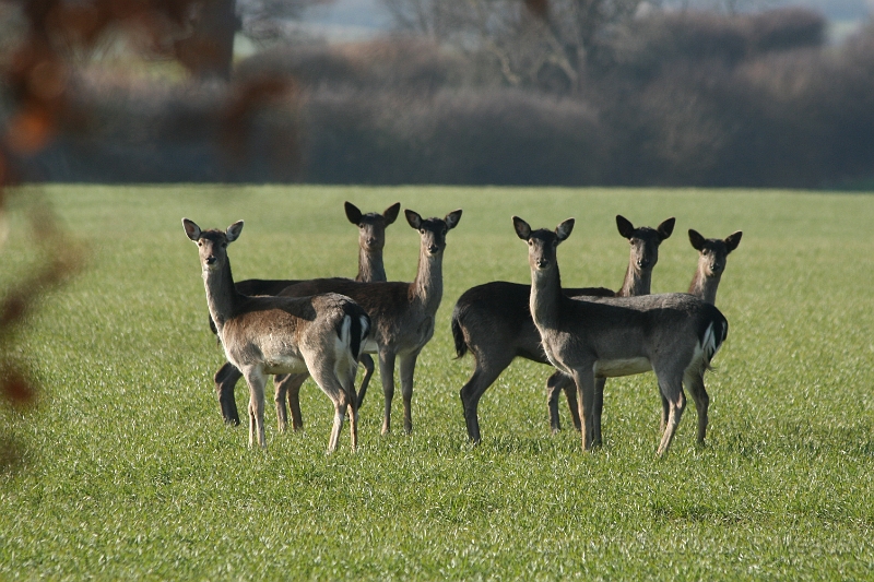 Wildlife-06.jpg - Roe Deer (Capreolus capreolus)