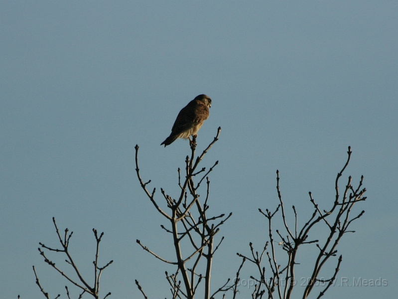 Wildlife-09.jpg - Kestrel (Falco tinnunculus)