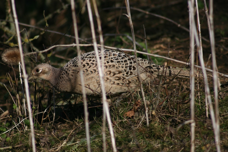 Wildlife-11.jpg - Pheasant (Phasianus colchicus) [female]