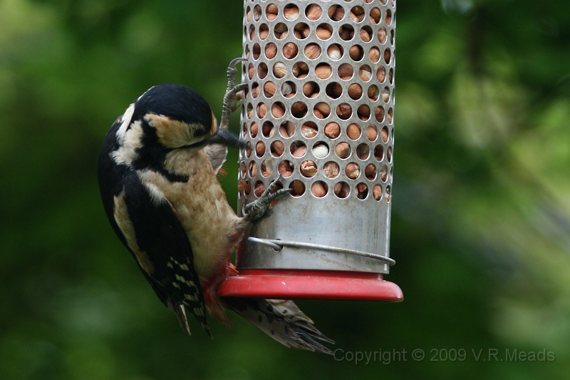 Wildlife-12.jpg - Great Spotted Woodpecker (Dendrocopos major) [female]
