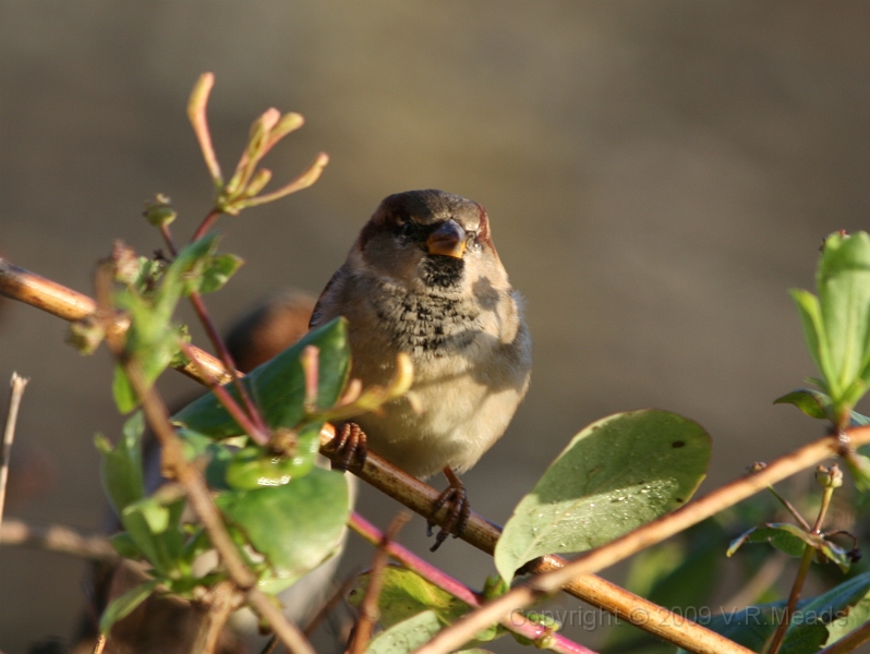 Wildlife-14.jpg - House Sparrow (Passer domesticus)