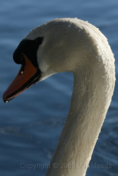 Wildlife-15.jpg - Mute Swan (Cygnus olor)