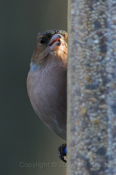 Wildlife-16.jpg - Chaffinch (Fringilla coelebs) [male]