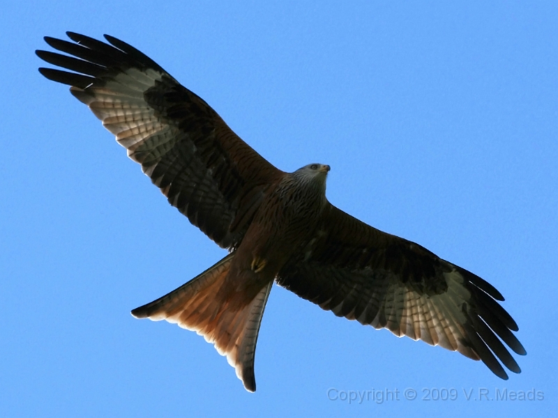 Wildlife-17.jpg - Red Kite (Milvus milvus)