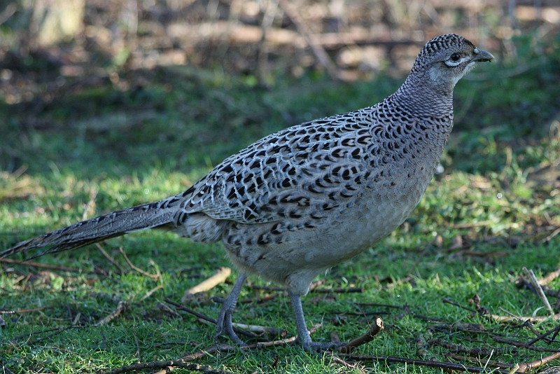 Wildlife-19.jpg - Pheasant (Phasianus colchicus) [female]