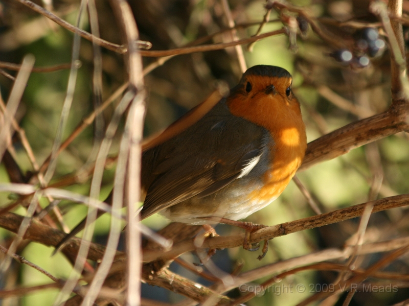 Wildlife-20.jpg - Robin (Erithaccus rubecula)