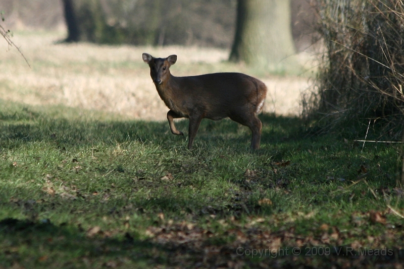 Wildlife-21.jpg - Muntjac Deer (Muntiacus reevesi) [female]