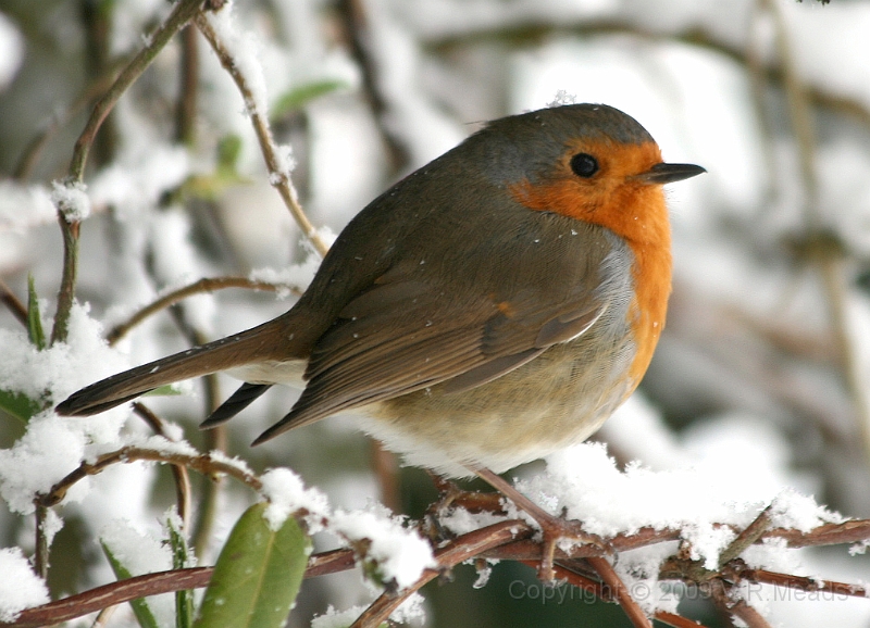 Wildlife-23.jpg - Robin (Erithaccus rubecula)