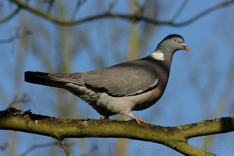 Wildlife-24.jpg - Wood Pigeon (Columba palumbus)