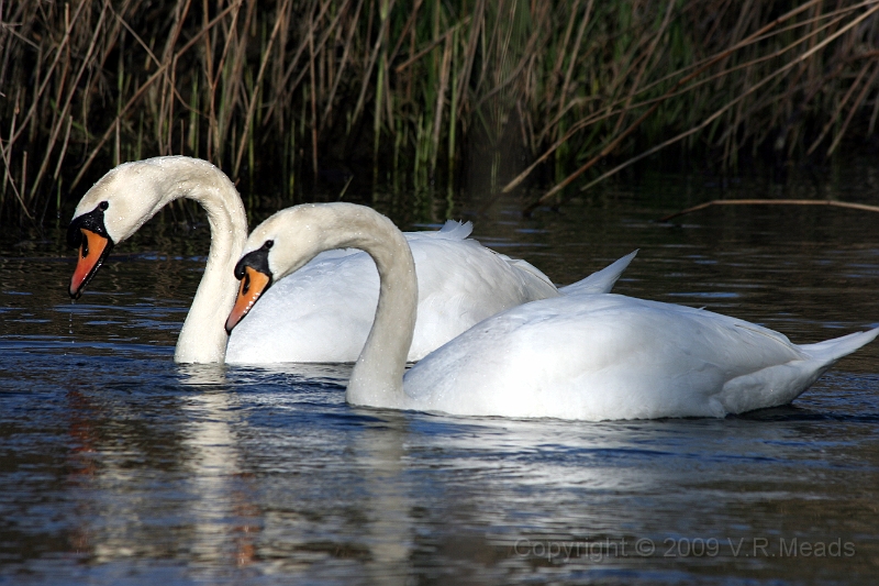 Wildlife-25.jpg - Mute Swan (Cygnus olor)