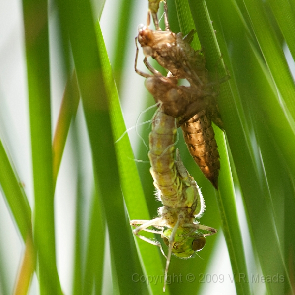 Wildlife-26.jpg - Dragonfly emerging from its exuvia