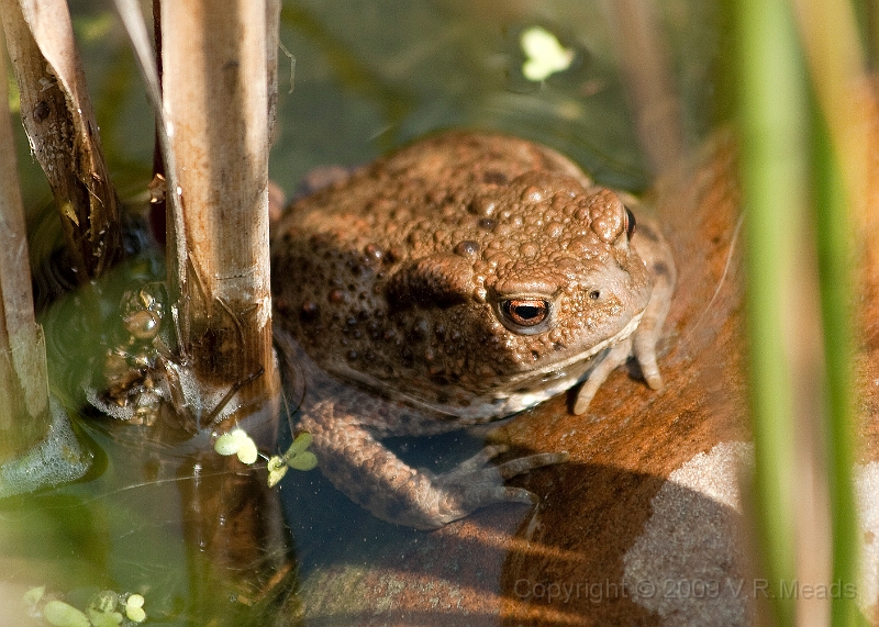 Wildlife-28.jpg - Common Toad (Bufo bufo)