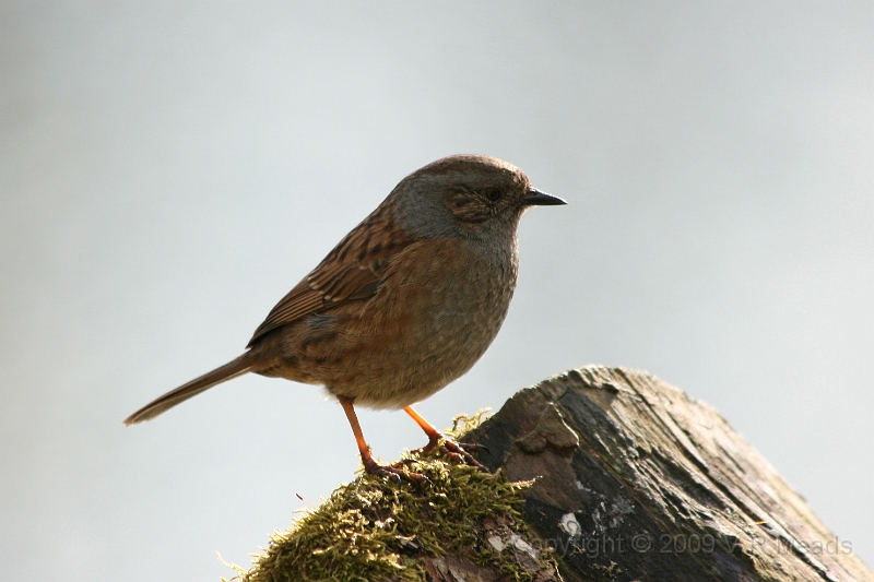 Wildlife-29.jpg - Dunnock (Prunella modularis)