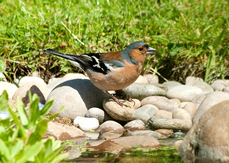 Wildlife-30.jpg - Chaffinch (Fringilla coelebs) [male]