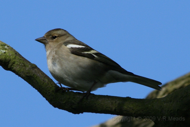 Wildlife-31.jpg - Chaffinch (Fringilla coelebs) [female]