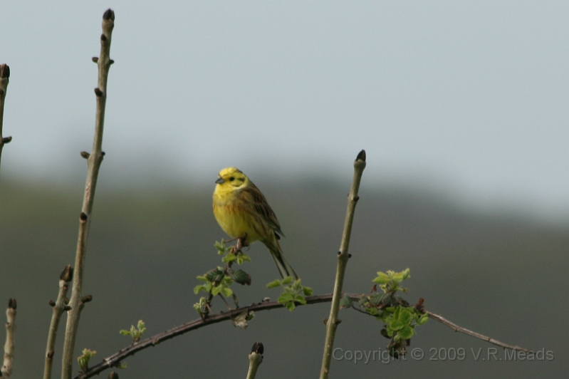 Wildlife-32.jpg - Yellowhammer (Emberiza citrinella)